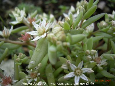 Sedum hispanicum