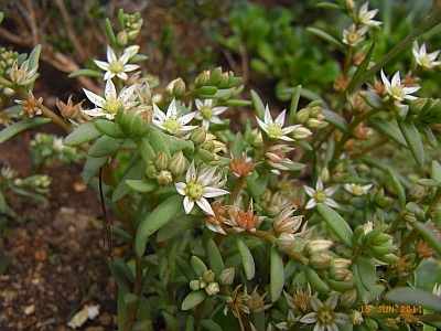 Sedum hispanicum