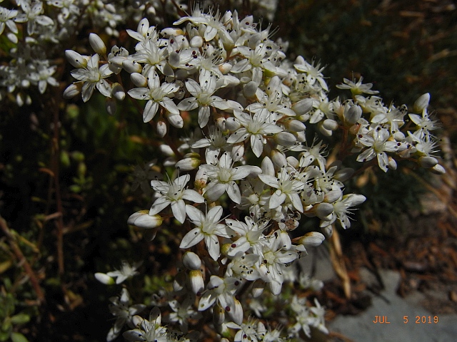 Sedum pallidum