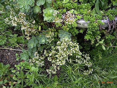 Sedum pallidum