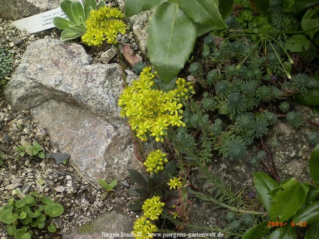 Sedum reflexum nanum 'Pindos' 