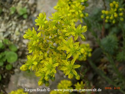 Sedum reflexum nanum 'Pindos' 