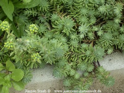 Sedum reflexum nanum 'Pindos' 