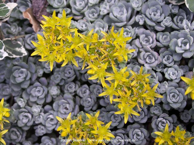 Sedum spathulifolium 'Cape Blanco' 