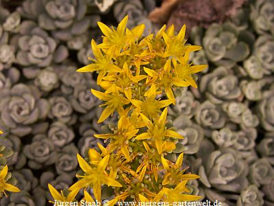 Sedum spathulifolium 'Cape Blanco' 