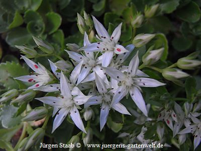 Sedum spurium 'Album Superbum'  