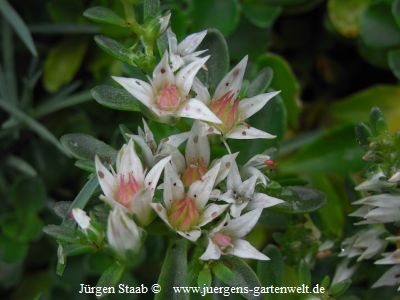 Sedum spurium 'Album Superbum'  