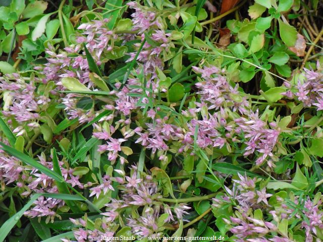 Sedum spurium 'Rosea'  