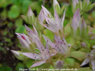 Sedum spurium 'Rosea'  