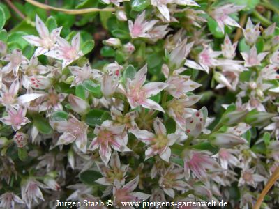 Sedum spurium 'Rosea'  