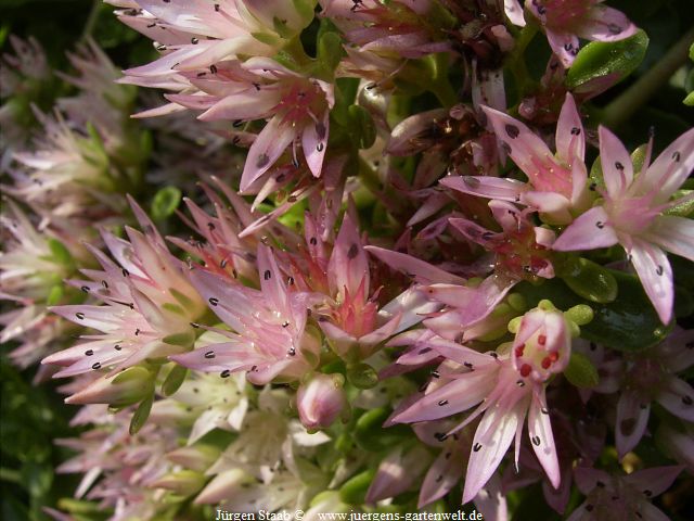 Sedum spurium 'Purpurteppich' 