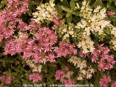 Sedum spurium 'Purpurteppich' 