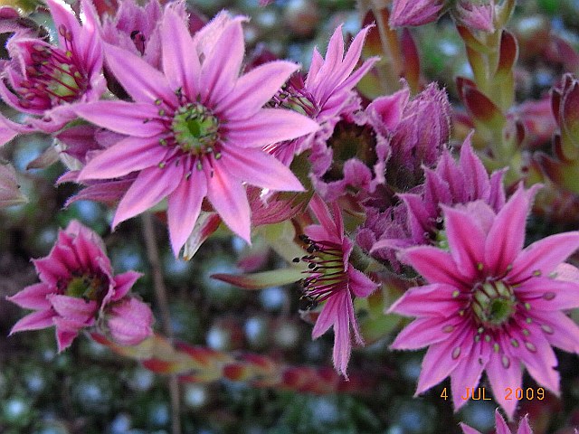 Sempervivum arachnoideum 'Bärbel' 