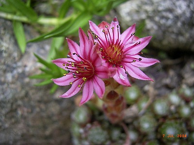 Sempervivum arachnoideum 'Bärbel' 