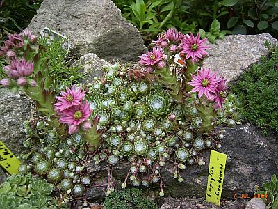 Sempervivum arachnoideum 'Bärbel' 