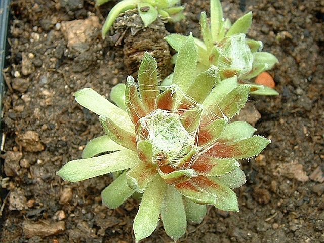 Sempervivum arachnoideum 'Edith' 