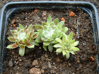 Sempervivum arachnoideum 'Edith' 