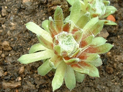 Sempervivum arachnoideum 'Edith' 
