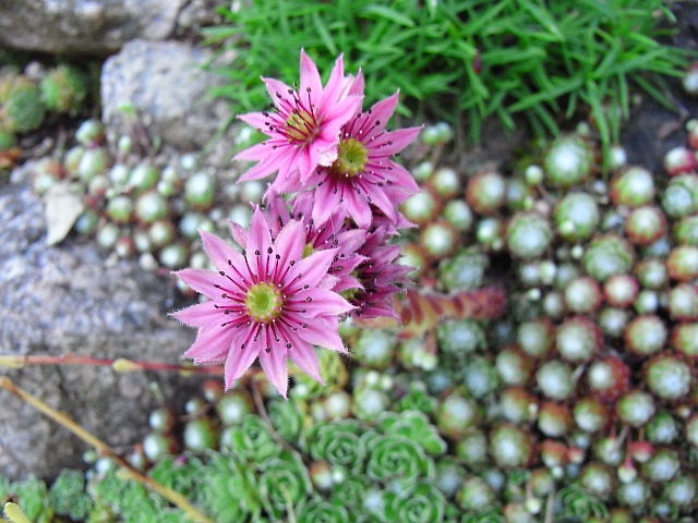 Sempervivum arachnoideum 'Hengelhoef'