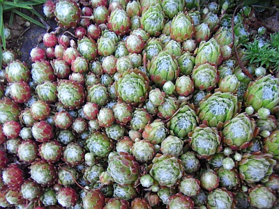 Sempervivum arachnoideum 'Hengelhoef'