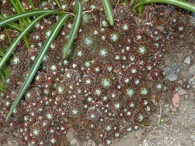 Sempervivum arachnoideum 'Major' 