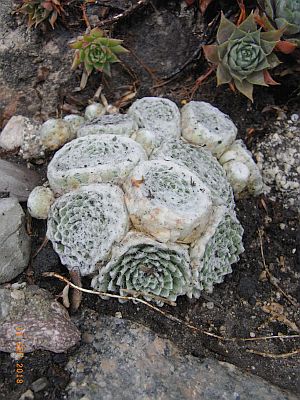 Sempervivum arachnoideum 'Marlene' 