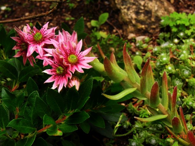 Sempervivum arachnoideum 'Rene' 