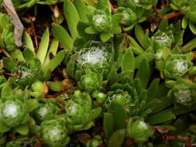 Sempervivum arachnoideum 'Rene' 