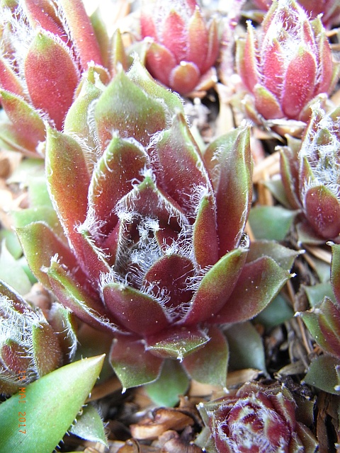 Sempervivum 'Cobweb Capers' 