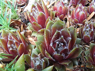 Sempervivum 'Cobweb Capers' 