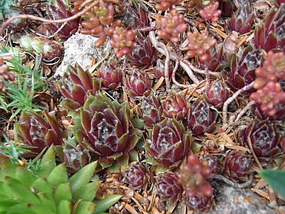 Sempervivum 'Cobweb Capers' 