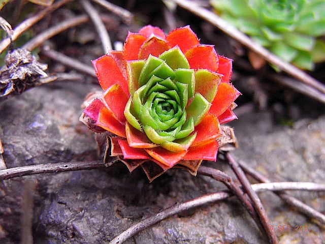 Sempervivum tectorum 'Der Bunte'  