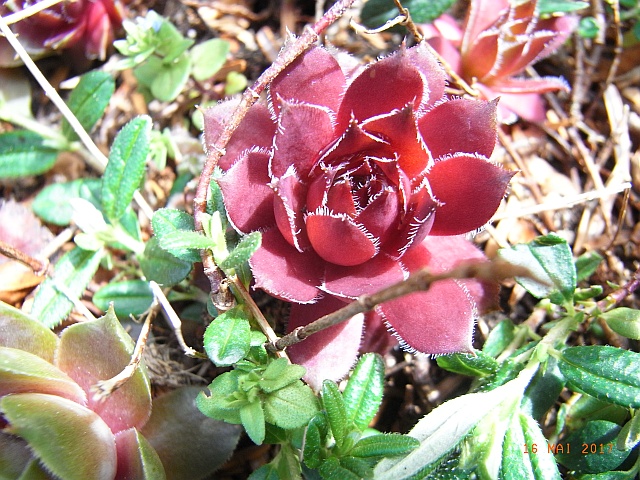 Sempervivum tectorum 'Deep Fire'  