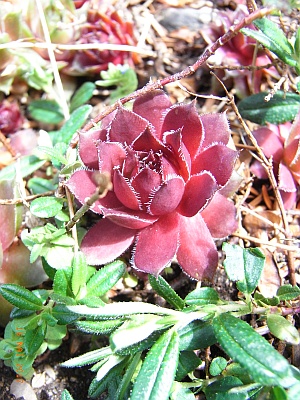 Sempervivum tectorum 'Deep Fire'  