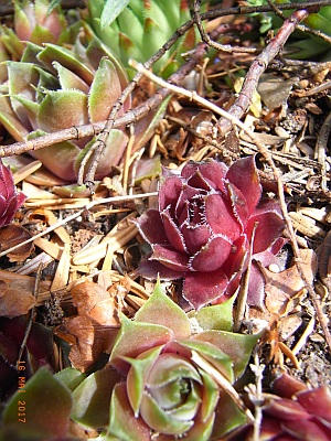 Sempervivum tectorum 'Deep Fire'  