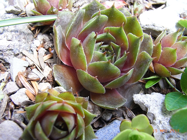 Sempervivum tectorum 'Kismet'  