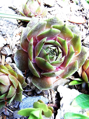 Sempervivum tectorum 'Kismet'  