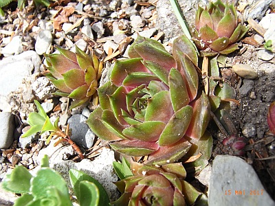 Sempervivum tectorum 'Kismet'  