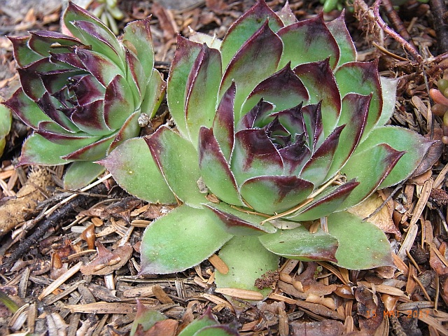 Sempervivum tectorum 'Krijn'  