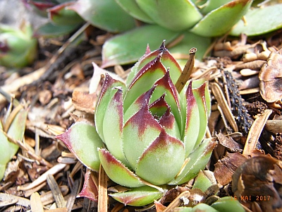 Sempervivum tectorum 'Krijn'  