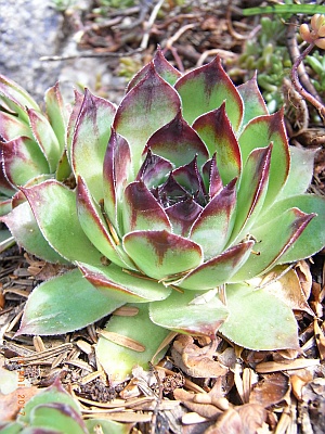 Sempervivum tectorum 'Krijn'  