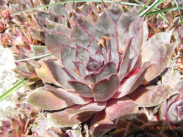 Sempervivum tectorum 'Rotsandsteinriese'  