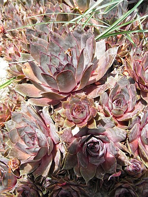 Sempervivum tectorum 'Rotsandsteinriese'  