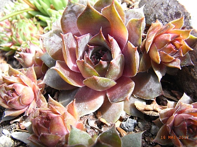 Sempervivum tectorum 'Rotsandsteinriese'  