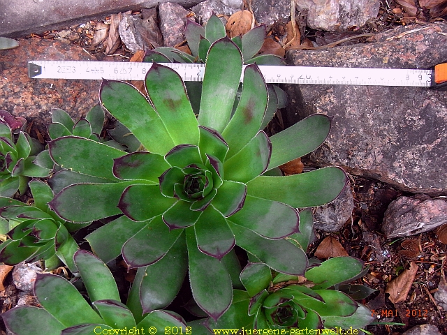 Sempervivum x culturom 'Grüner Riese'  