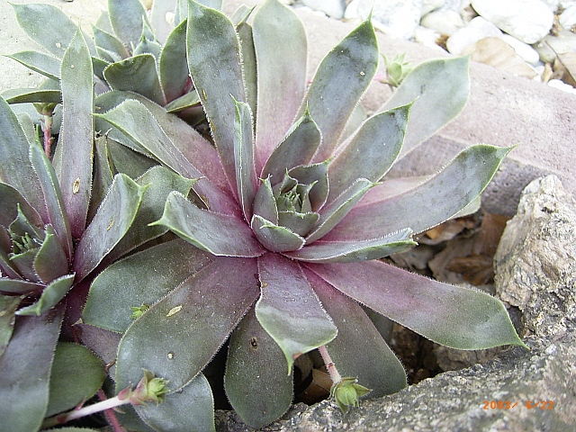 Sempervivum x culturom 'Heike'  