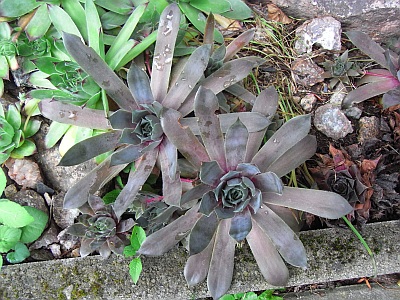 Sempervivum x culturom 'Heike'  