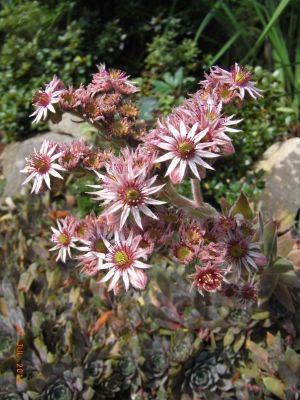 Sempervivum x culturom 'Heike'  