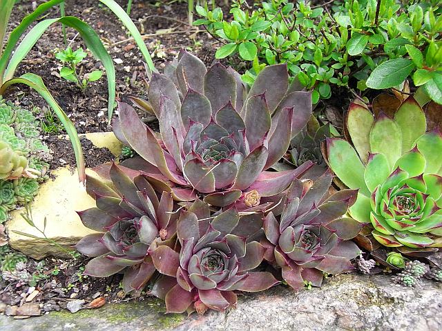 Sempervivum x culturom 'Jannis'