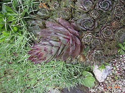 Sempervivum x culturom 'Jannis'